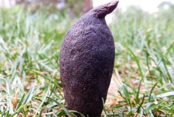 []藏在农村的“国宝级”真菌，因为有灵性，传说只有雷雨天才能找到