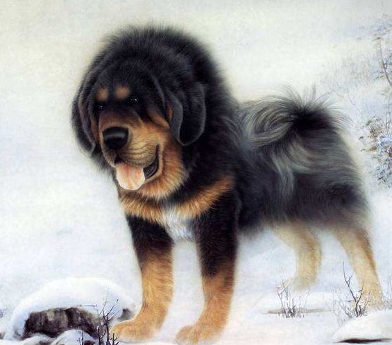 #属狗#生肖狗，迎来“翻天覆地”大逆袭，赶紧瞅一眼