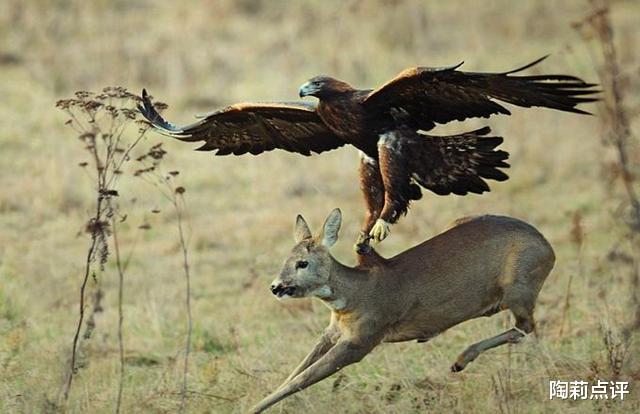 金雕|世界猛禽战力排行榜，谁才是猛禽界的天空霸主？