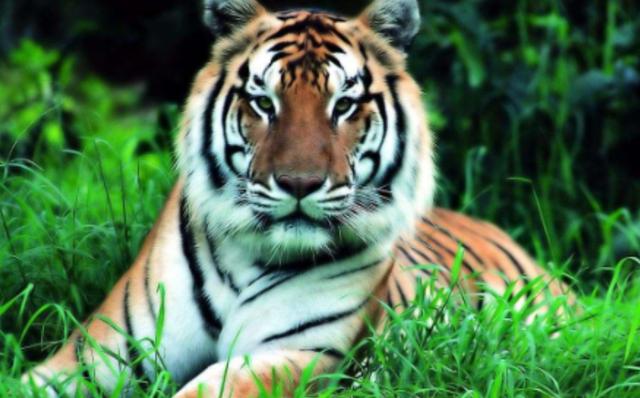 老虎|食人虎：流窜两国吃了436人，猎人将其击杀后才发现吃人原因