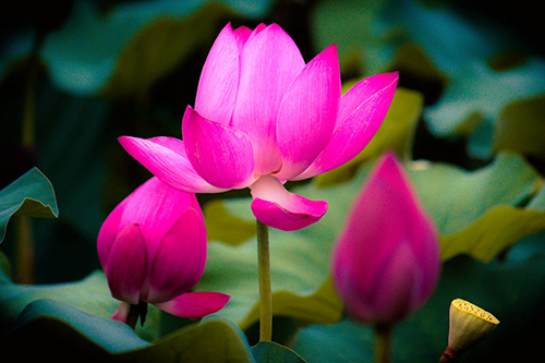 白羊座@上等命运，一流运气，最容易发达的三个星座