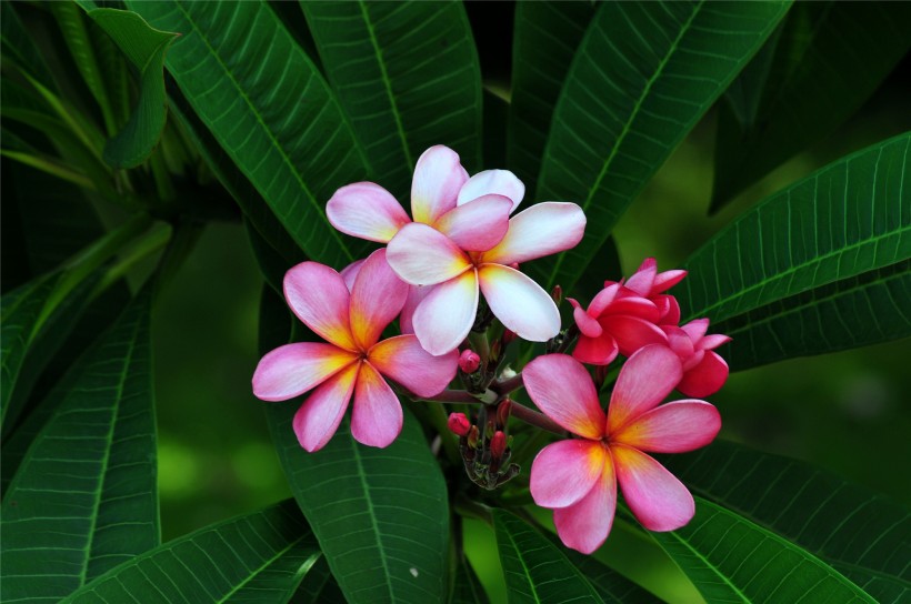 [运势]7月下旬期间，再遇前缘桃花逆袭，与旧爱和好如初的四大生肖