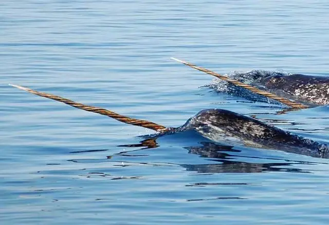 「独角鲸」凝视鲸的眼睛，是一种人生改变的体验