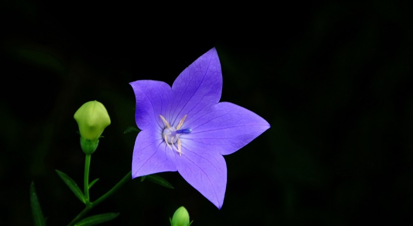 #生肖#7月中旬，良缘到来，情缘缠绕，将被爱情选中的4大生肖！