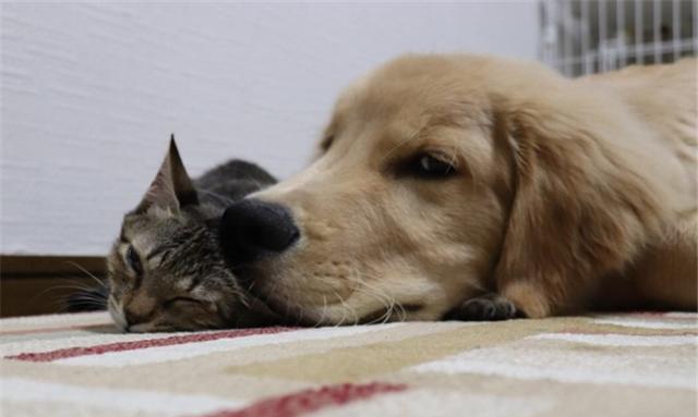 金毛贪睡谁都叫不醒，但狸花猫却可以，巧施奇招令狗狗乖乖起床