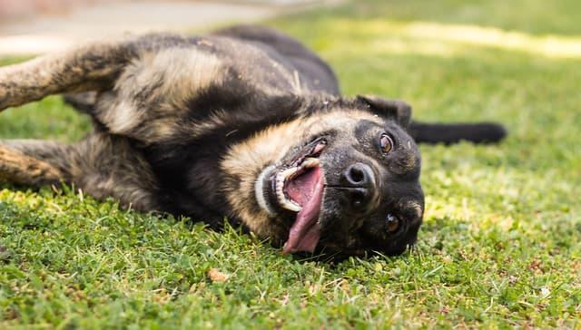 如何训练狗狗装死？其实过程不困难，重要的是要有耐心