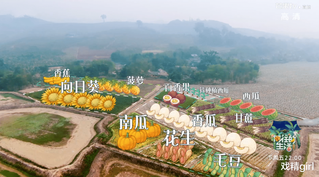 「周迅」《向往4》农活不好干：周迅戴墨镜搬香蕉，黄晓明搭灶劈柴最轻松