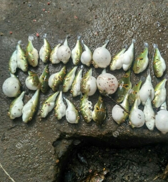 长江:男子长江钓鱼,碰到一群“怪鱼”,难钓更不能吃