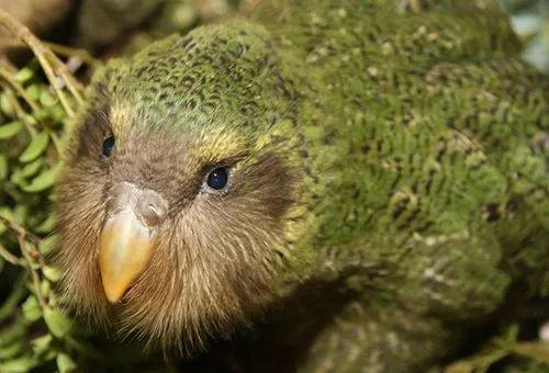 鳥中傻白甜，全球最胖，再度成為新西蘭年度“鳥王”……-圖3