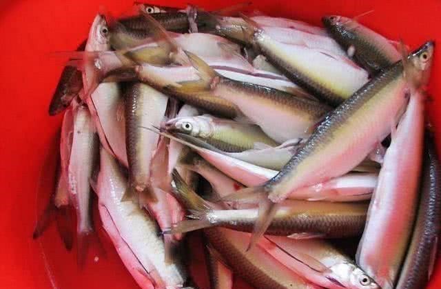 []钓友求助，小杂鱼闹窝怎么办？五种方法，只等大鱼进窝