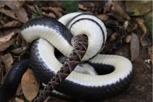 『毒蛇』专吃毒蛇的蛇类?在蛇界百毒不侵,见过它真容的人不多