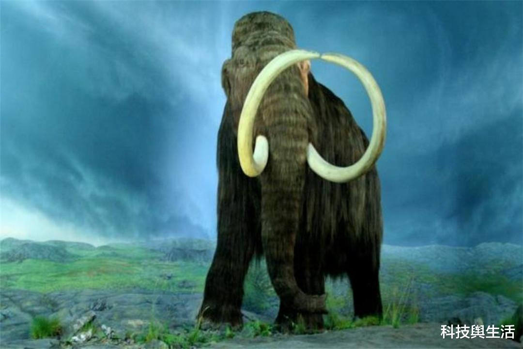 猛犸象|1943年前苏联遇到猛犸象，可它们不是灭绝了吗？遇到的是什么？