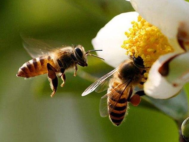 水母▲它们的天敌是自己，最终都会死在自己手上，这是怎么回事？