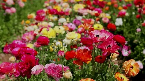 @五月底鸿运高照，4属相迎好运，事业如日中天，一天比一天兴旺