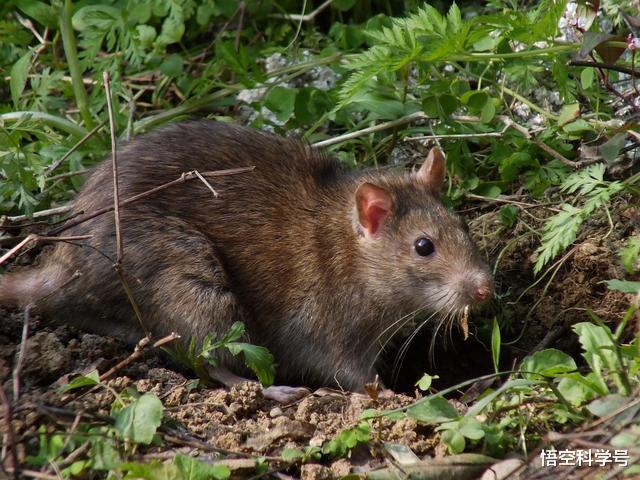 #蟒蛇#世界上最大的蛇是什么蛇？