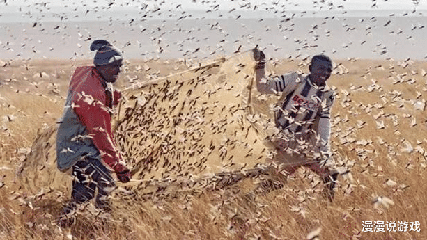 『印度』4000亿蝗虫席卷印度，开挂的印度却宣称一夜消灭了蝗虫？世界卫生组织表示：更大的灾难还在后面