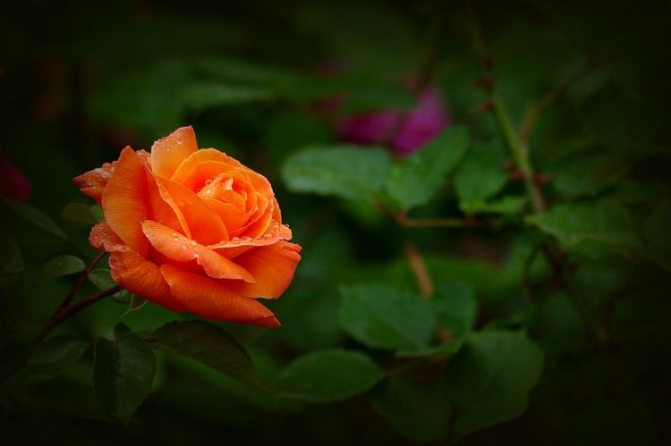 #生肖#四大生肖难已过,7月份撞上“桃花运”,脱单结良缘分分钟的事!