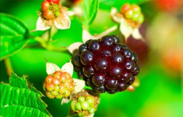 「水果」黑色水果知多少？水果论：小黑果，大能量，常吃黑果身体棒！