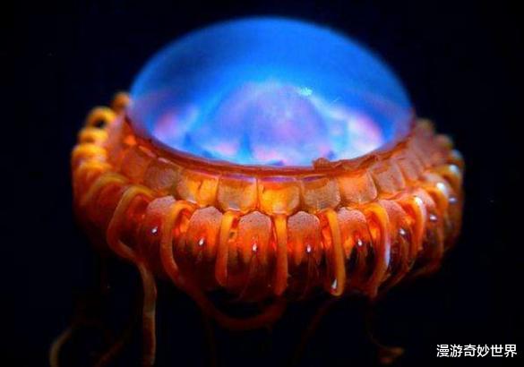 沙币是一种动物?20个沙雕生物名称,科学家们太不正经了!