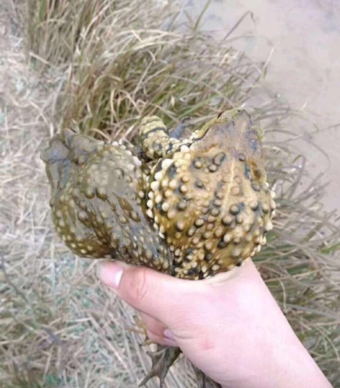 「足浴」这些明星你平时是怎么区别的呢？是不是看着迷迷糊糊的？哈哈