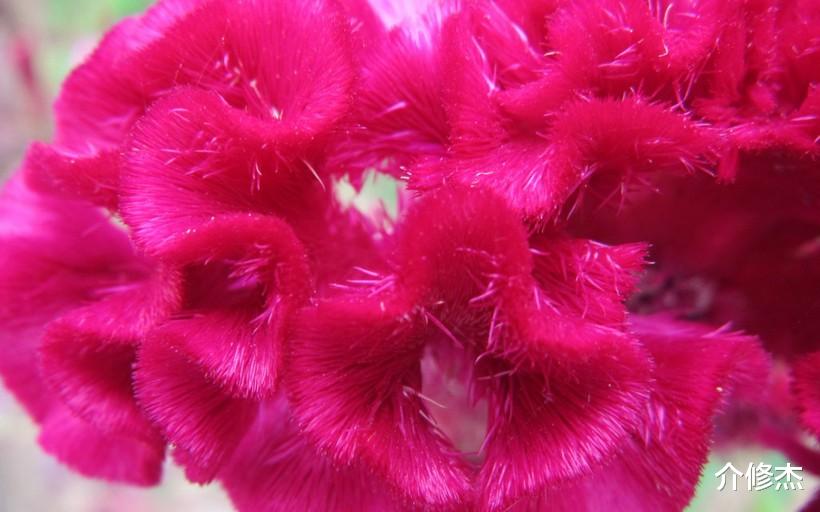 #结婚#明天开始,良缘入命,姻缘上上签,直奔结婚喜脱单的4大生肖