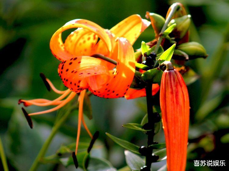 『生肖』下个月内，月老来临，缘分桃花不再分开，成功率颇高的3大生肖！