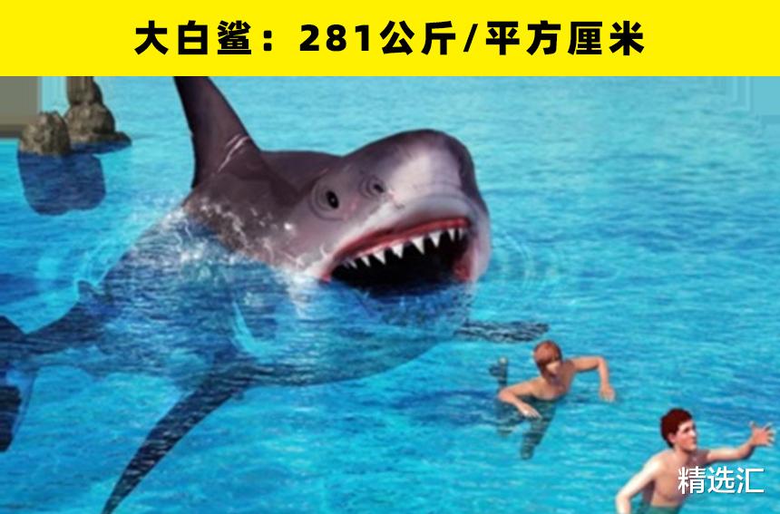 鳄鱼|动物咬合力哪家强?盘点世界上咬合力最强的16种动物