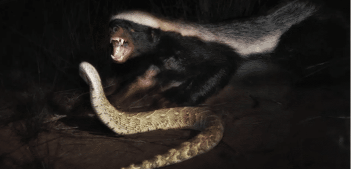 [蜜獾]世上五大敢吃蛇的动物， “平头哥”征服眼镜王蛇不需五分钟！