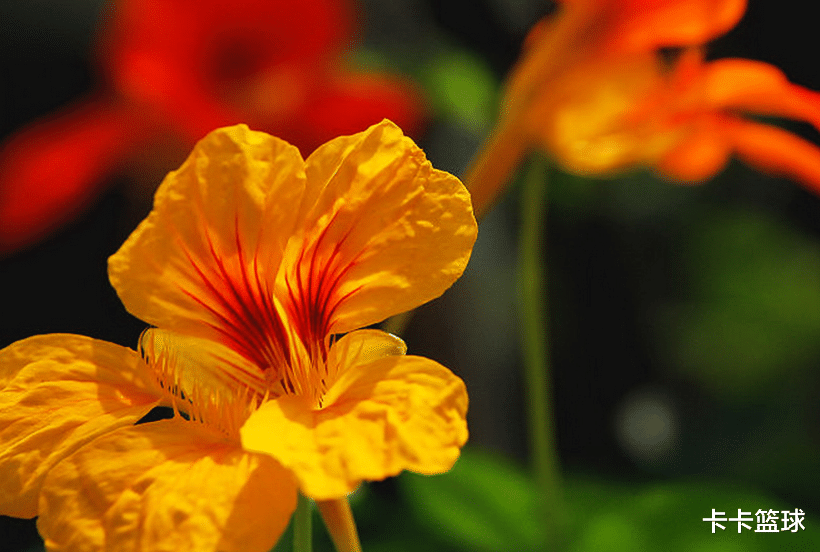 生肖|有气质，天生就有天赋，得天独厚的生肖