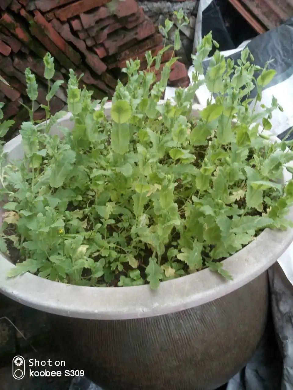 漳州▲竟然在家里种罂粟？！这奇葩理由还挺多···