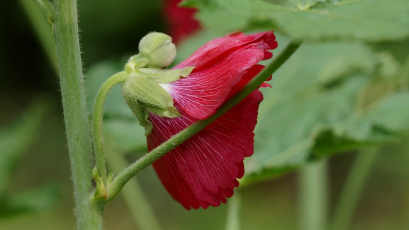 生肖▲7月下旬，相思树花开，前缘再续，将与旧爱重归于好的四大生肖