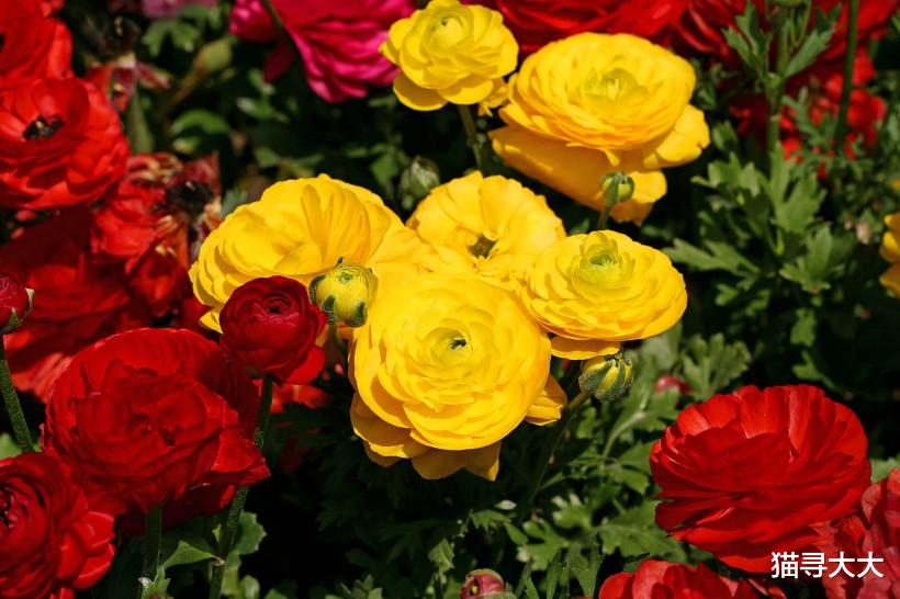 【生肖】7月上旬，，桃花旺盛姻缘落定，喜事接连不断，为爱转身的4大生肖