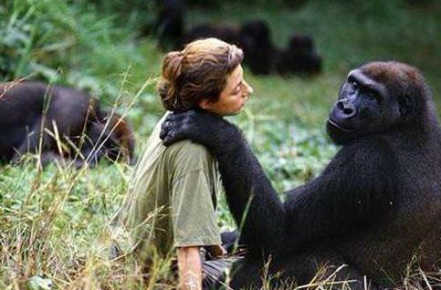 #鲸鲨#苏联曾经找来5名女性与黑猩猩共处一室，结果悲剧了！