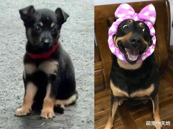 米克斯走样照！结扎后暴风式发福，肥美肚肉摊一地