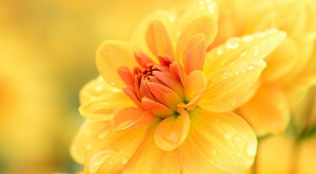 @5月，此情未央，旧情难平，3生肖破冰和好，再续往日情缘