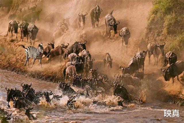 神农架|神农架发现凶残不明生物，驴头狼身，专家：是史前猛兽