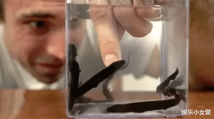 电鳗|亚马逊河最“霸道”的顶级杀手，鳄鱼躲着走，除人类没有任何天敌