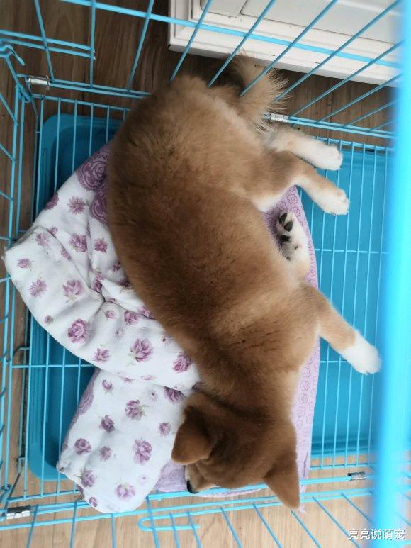柴犬想从笼子里出来，养足精神“再战”，就不信还爬不出去