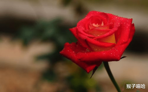 生肖@6月桃花喜迎真情，牵手成功，表白成功，爱情甜蜜的四大星座