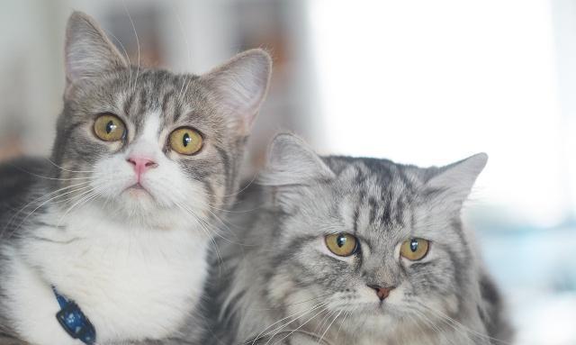 捡了流浪猫，家里的原住居民不高兴怎么办