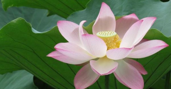 #生肖#“最抠门”的3种生肖女，对婆家人很吝啬，对娘家人却很大方