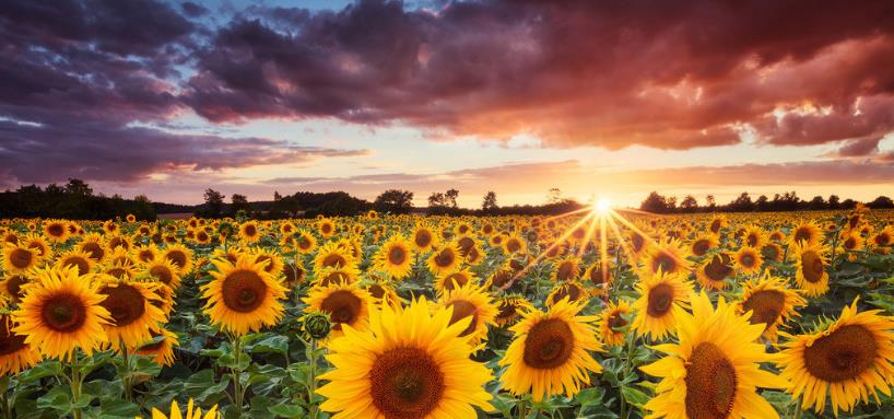 生肖|8月财运连连，3生肖进入上上签，横财不请自来，喜遇真爱！