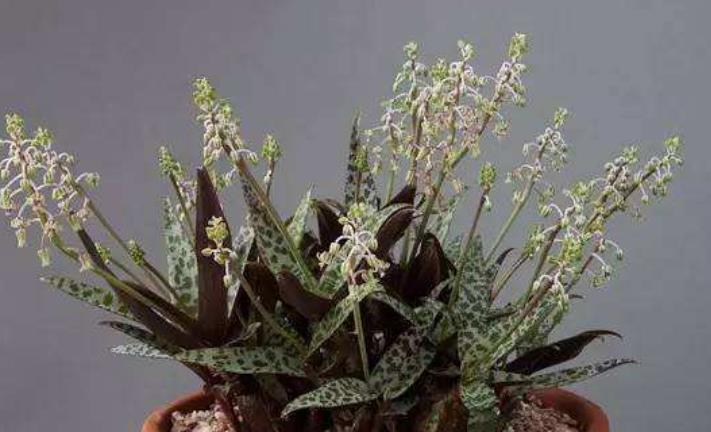 运势|10月开始，运势高人一等，财运大旺，好运伴身的生肖