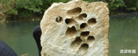 科学家|世界上最恐怖的虫子，专门“吃石头”为生，可能对人类产生威胁