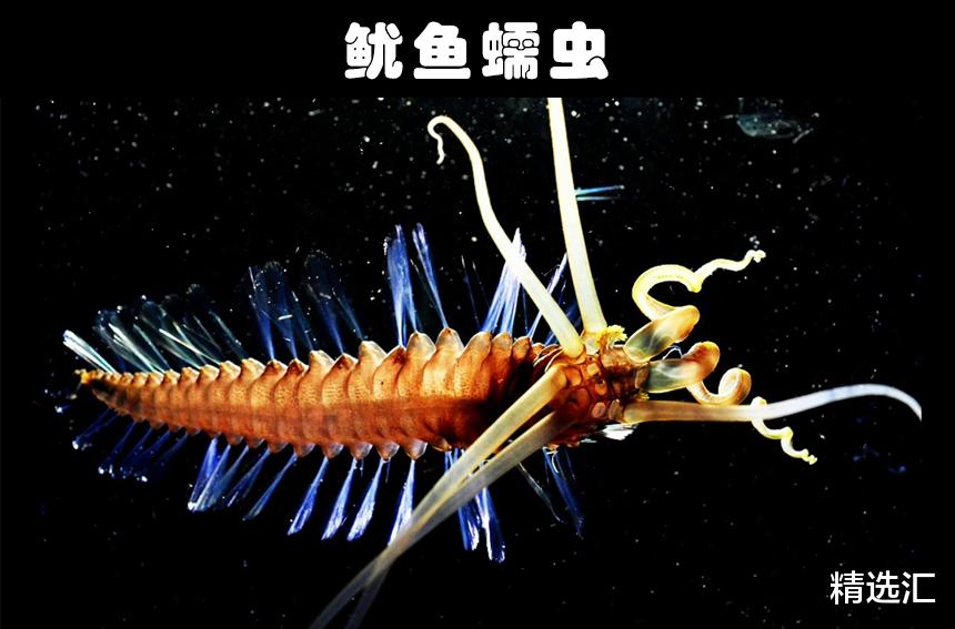 科学家|地球上发现的9种非常奇特的水生生物