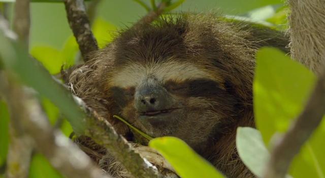 「」自然界的冷知识你知道几个?什么只能活一天?什么出生就能走路