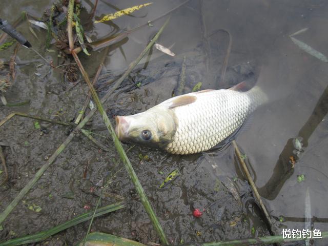 玉米|我身边的大部分钓友都跟我很像，以钓疗疾，“药”到病除~