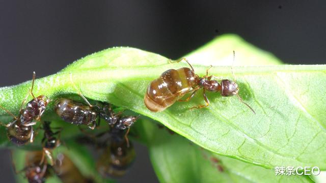 蜂蜜|唯一能吃的蚂蚁：蜜罐蚁，肚子鼓得像葡萄，挖一窝就能让你吃饱