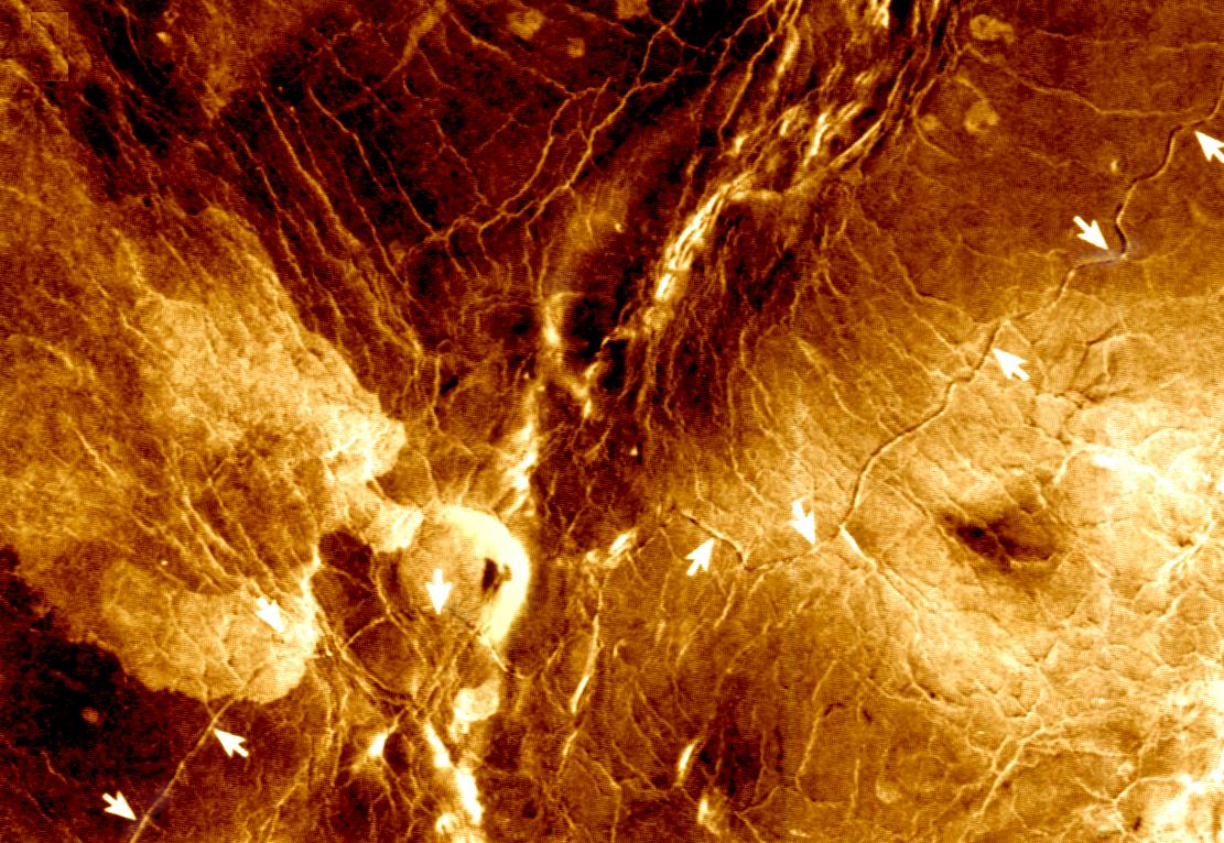 电影霸主|人类或非地球原住民，人体结构找到多项证据，证明人类或来自金星