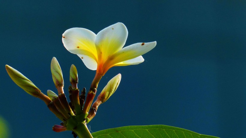 生肖@7月初期间,喜鹊临门,姻缘来到,成就美满爱情的四大生肖